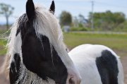 Cheval à vendre - Irish Cob - 8 ans