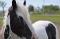 Cheval à vendre - Irish Cob - 8 ans