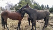 Deux Pouliches Frison/Saddlebred ENR