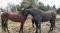 Deux Pouliches Frison/Saddlebred ENR
