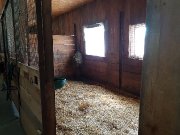 Pension et/ou partage d'écurie à Sainte Sophie - Poulinière