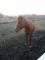 Je suis à la recherche d'un cheval ou poney...