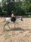 Poney offert en demi-pension ou pleine-pension
