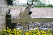 Poney offert en demi-pension ou pleine-pension