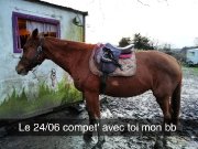 La race de mon cheval 