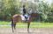 Nuance, jument TB de 3ans et demi VENDUE // SOLD...