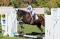Nuance, jument TB de 3ans et demi VENDUE // SOLD...