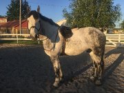 Canadien warmblood à vendre