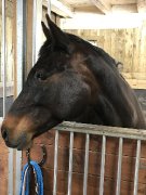 Jument standarbred