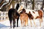 pension pour chevaux