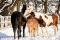 pension pour chevaux