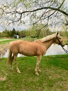 Excellent prospect pony jumper