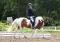 Large ponette paint pour demi-pension -...