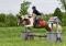 Large ponette paint pour demi-pension -...