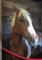 Large ponette paint pour demi-pension -...