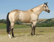 recherche d'un cheval pour débutant