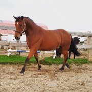 QH - CANADIEN    13 ans      14,2 mains