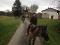 Pension pour chevaux 