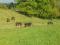 Pension pour chevaux 