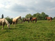 Pension pour chevaux 