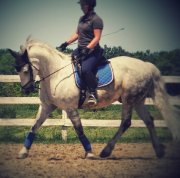 Instructeur classique, spécialisée dressage