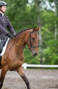 Recherche demi ou pleine  pension pour jument Thoroughbred