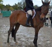 Recherche demi ou pleine  pension pour jument Thoroughbred