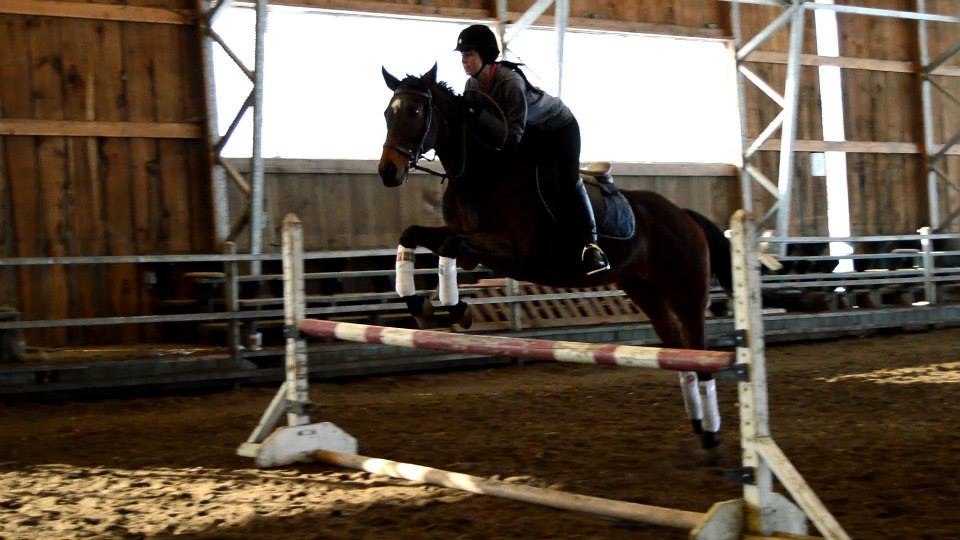 Superbe Thoroughbred âgé de 7 ans à vendre