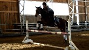Superbe Thoroughbred âgé de 7 ans à vendre