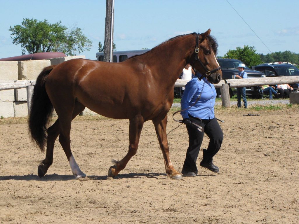 Cheval Canadien