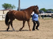 Cheval Canadien