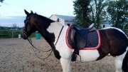 Offre belle jument classique