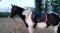 Offre belle jument classique