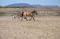 Cours d'équitation à domicile