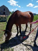 Cheval a vendre