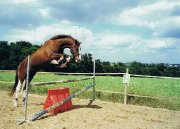 RECHERCHE cheval