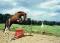 RECHERCHE cheval