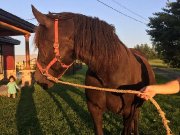 Jument Canadienne 12 ans 16 mains, intermédiaire 2500$ 