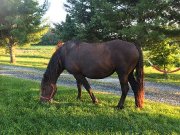 Jument Canadienne 12 ans 16 mains, intermédiaire 2500$ 