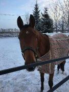 Trakehner hongre enregistre à lATA