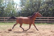 Trakehner hongre enregistre à lATA