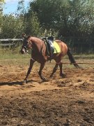 Trakehner hongre enregistre à lATA