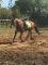 Trakehner hongre enregistre à lATA