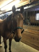 Trakehner hongre enregistre à lATA