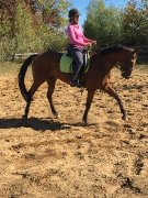 Trakehner hongre enregistre à lATA
