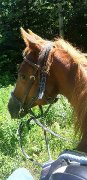 Recherche guide de randonnée équestre