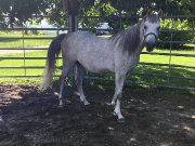 Cheval très bonne compagnie.