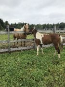 Pouliche à vendre 