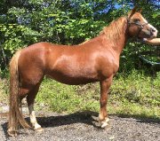 Poney Welsh Cob