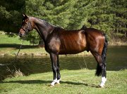 2007 17'3 Holsteiner Registered Gelding